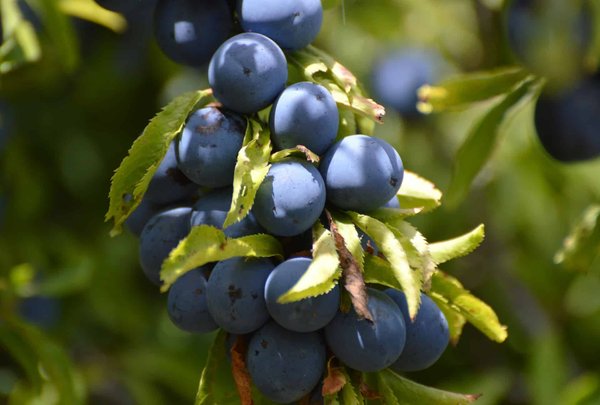 Come si prepara una confettura di prugne e zenzero fatta in casa?